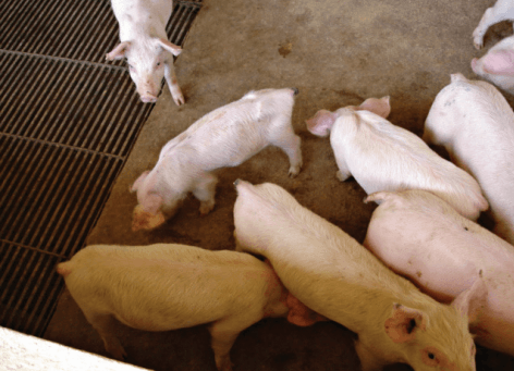 Necrose de orelha em suínos - Image 6