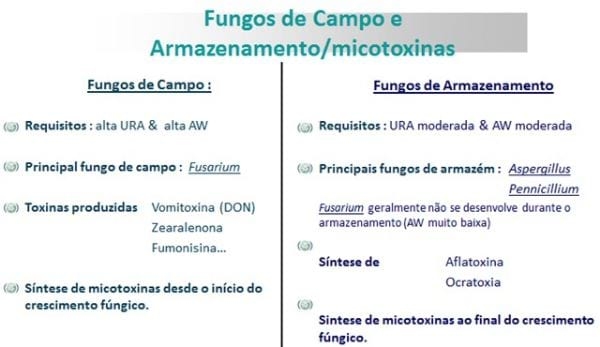 Em busca da qualidade do milho armazenado. - Image 1