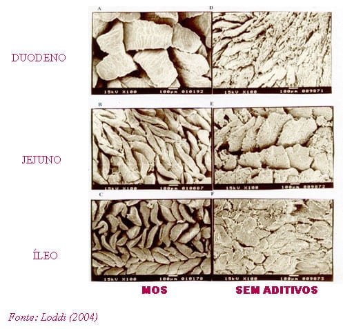 Uso de carboidratos específicos como novos aditivos na alimentação animal - Image 1