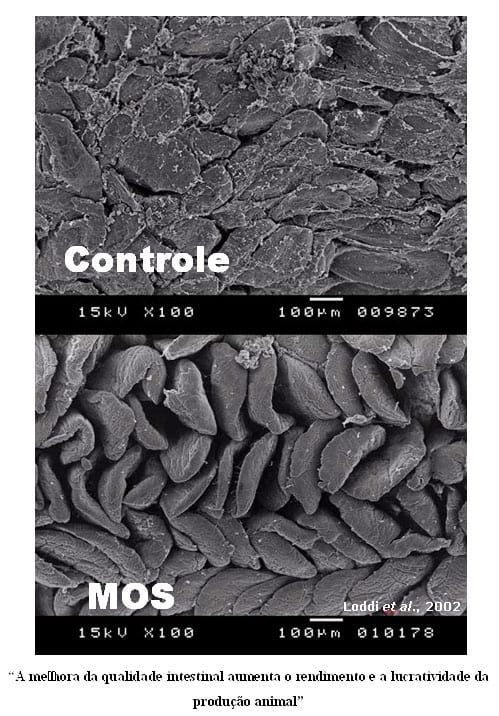 Uso de carboidratos específicos como novos aditivos na alimentação animal - Image 2