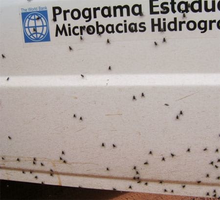 Surtos de Stomoxys calcitrans (Díptera:Muscidae) em bovinos e eqüinos na região Noroeste de São Paulo (Brasil) devido ao desequilíbrio ambiental - Image 3