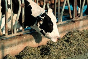 Ação da Levedura Viva no Rúmen: Digestibilidade da Fibra e Valor Dietético - Image 6