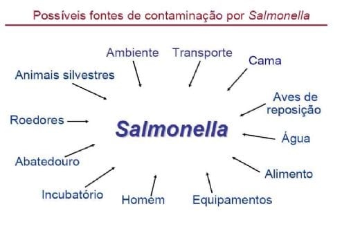 Por que os programas de controle para salmonela em aves falham? - Image 1