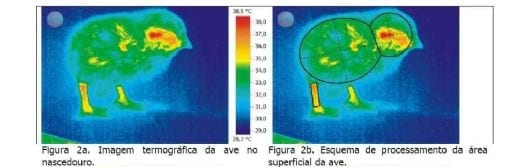 Ambiência avícola: construindo soluções com novas tecnologias - Image 2