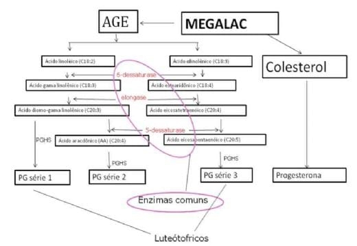 Suplementação de Gordura protegida na Produção de Progesterona, momento da Luteólise e prenhez em Vacas Nelore (Parte I) - Image 2
