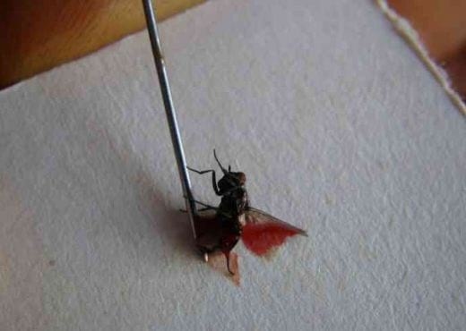 Stomoxys calcitrans (Díptera:Muscidae) “mosca da vinhaça” ou “mosca dos estábulos”? - Image 3