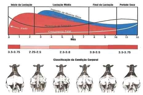 Análise Bromatológica dos Alimentos Consumidos pelo Rebanho Leiteiro do Planalto Norte Catarinense – Região de Canoinhas – SC (1ª parte) - Image 5