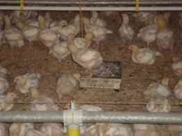 A pesagem automática das aves nos galpões de engorda - Image 3