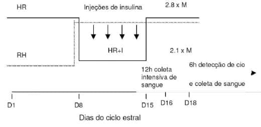 Manejo nutricional da futura reprodutora suína - Image 3