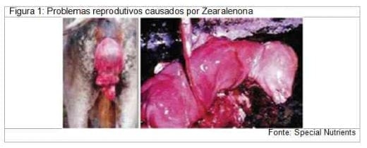 Micotoxicose na bovinocultura leiteira - Image 2