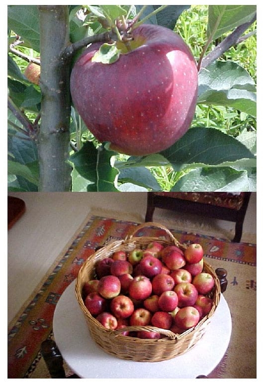 Análise Técnica e Econômica Comparativa de Sistemas de Produção de Leite e Atividades de Batata-Salsa e Maçã Cultivar Eva na Região de Canoinhas (UPR-4) - Image 26