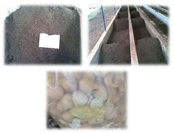 Quantificação e caracterização Química e Orgânica da Compostagem de Resíduos de Incubatório de Frango de Corte - Image 5