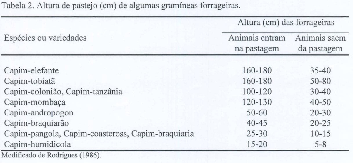 Produção intensiva de carne bovina em pastagens - Image 3