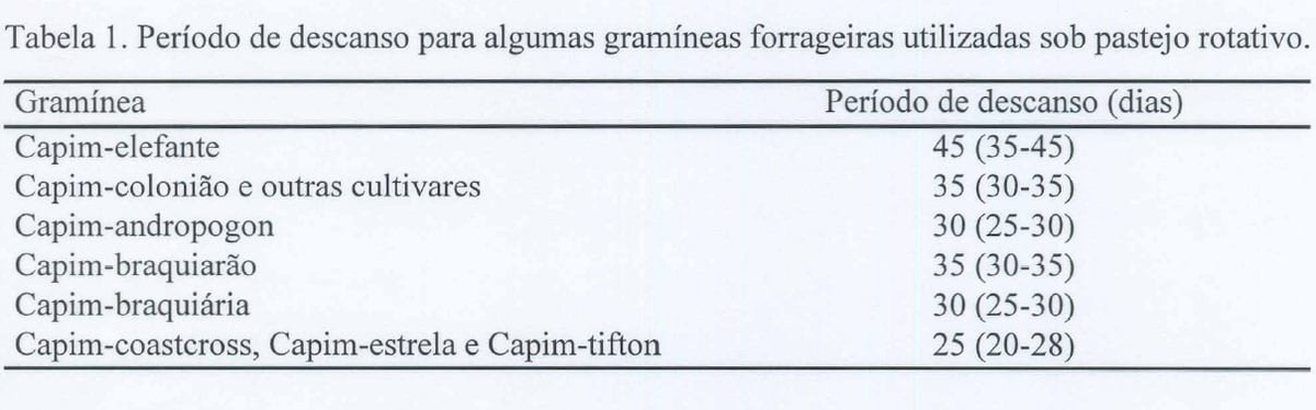 Produção intensiva de carne bovina em pastagens - Image 1