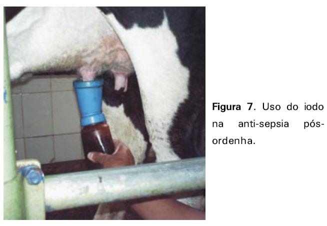 Boas práticas de ordenha - Image 12