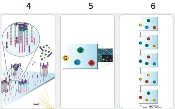 Avanços em técnicas moleculares de diagnóstico - Image 2