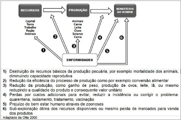 Impacto econômico da influenza aviar no setor avícola - Image 2