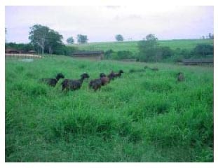 Tecnologias da Embrapa Pecuária Sudeste para agricultura familia - Image 12