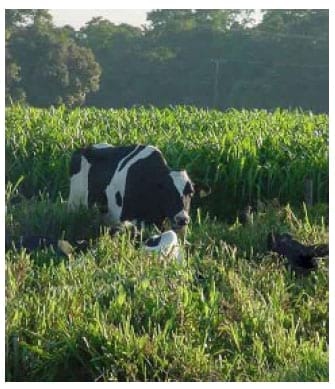 Tecnologias da Embrapa Pecuária Sudeste para agricultura familia - Image 2