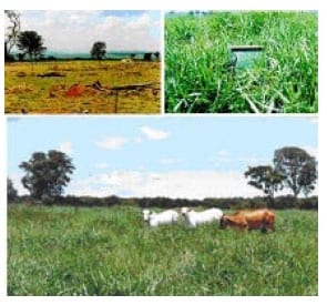 Tecnologias da Embrapa Pecuária Sudeste para agricultura familia - Image 8