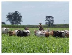 Tecnologias da Embrapa Pecuária Sudeste para agricultura familia - Image 7