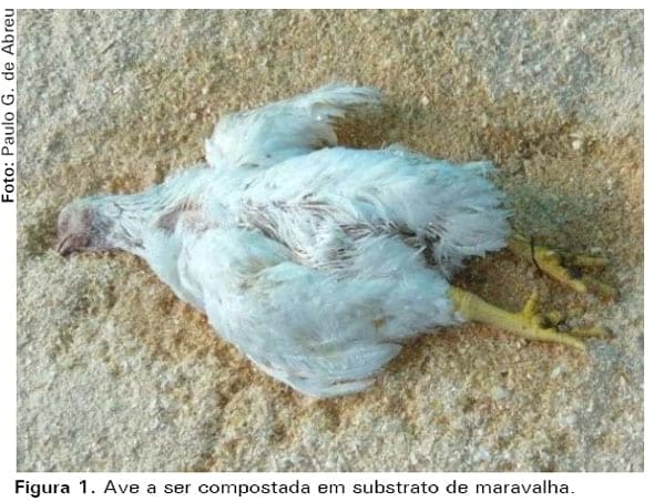 Casca de arroz e palhada da soja como substrato para compostagem de carcaças de frangos de corte - Image 1