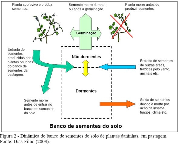 Competição e Sucessão Vegetal em Pastagens - Image 2