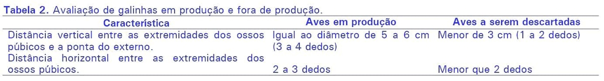 Identificação e descarte de poedeiras improdutivas - Image 3