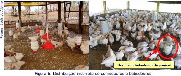 Regulagem e distribuição de comedouros tubulares e bebedouros pendulares em aviários convencionais - Image 3
