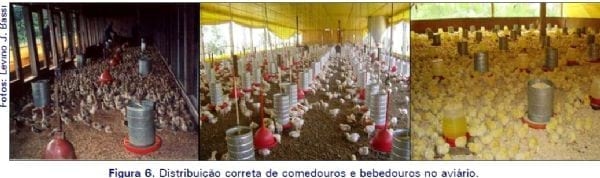 Regulagem e distribuição de comedouros tubulares e bebedouros pendulares em aviários convencionais - Image 4