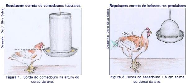 Regulagem e distribuição de comedouros tubulares e bebedouros pendulares em aviários convencionais - Image 1