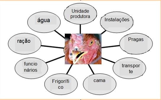 Controle de Salmonella em Integradoras - Image 3
