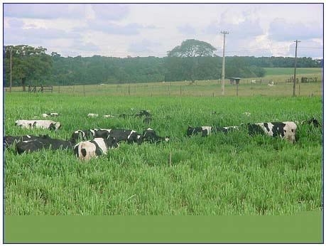Recomendação da sobressemeadura de aveia forrageira em pastagens tropicais ou subtropicais irrigadas - Image 3