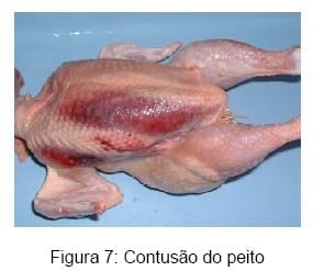 Bem-estar no manejo pré-abate das aves - Image 9