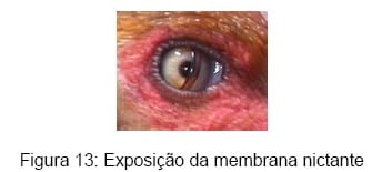 Bem-estar no manejo pré-abate das aves - Image 17