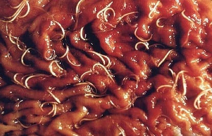 Epidemologia das verminoses - Image 6