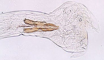 Epidemologia das verminoses - Image 2
