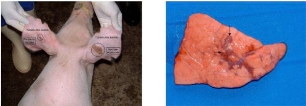 Execução e interpretação da prova tuberculínica pareada em suínos, com tuberculina aviária e bovina. - Image 16