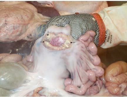 Execução e interpretação da prova tuberculínica pareada em suínos, com tuberculina aviária e bovina. - Image 15