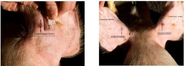 Execução e interpretação da prova tuberculínica pareada em suínos, com tuberculina aviária e bovina. - Image 14