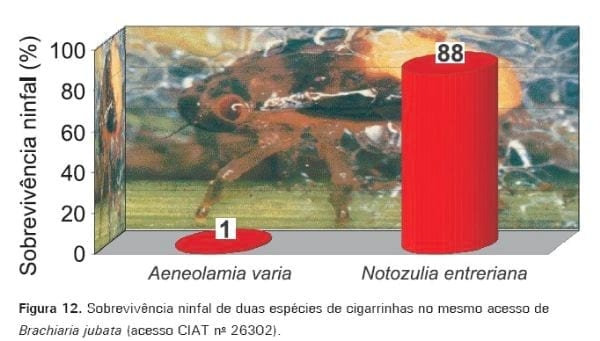 Cigarrinhas-das-pastagens - Image 12