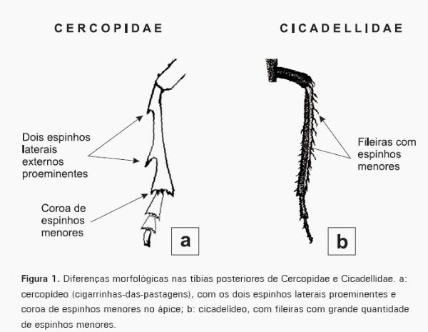 Cigarrinhas-das-pastagens - Image 1
