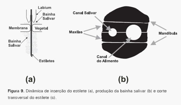 Cigarrinhas-das-pastagens - Image 9