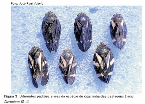 Cigarrinhas-das-pastagens - Image 3