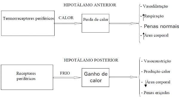 Conforto Térmico para Aves - Image 5