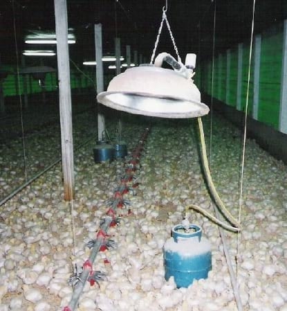 Comportamento de Aves em Relação à Regulagem das Campânulas - Image 1