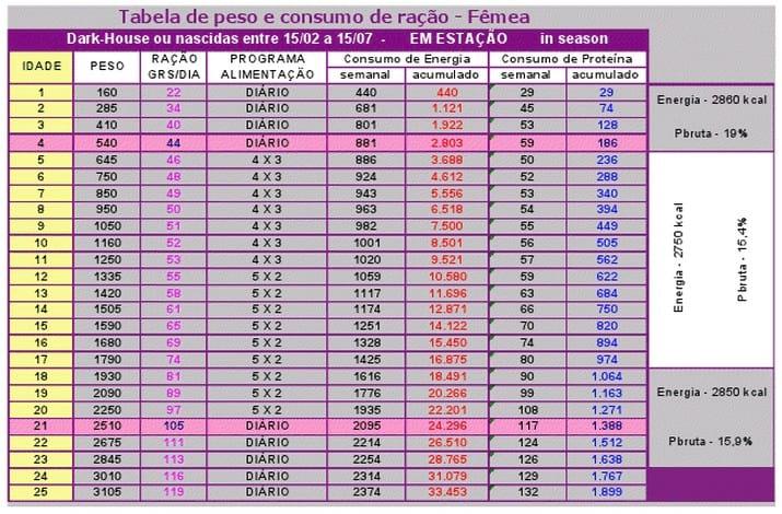 Manejo de recria de matrizes com foco em uniformidade - Image 4