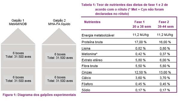 126.000 poedeiras não mentem: O valor nutricional do hidroxianálogo de DL-metionina corresponde a 65% do valor do MetAMINO® - Image 2