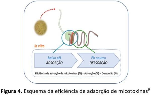 Quais são os pontos chaves na hora da escolha de um adsorvente de micotoxina? - Image 4