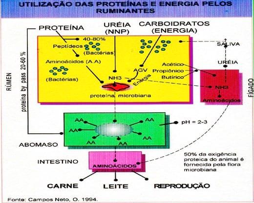 Uréia Revestida: Aditivo Nutricional para Ruminante. Perguntas e Respostas - Image 3